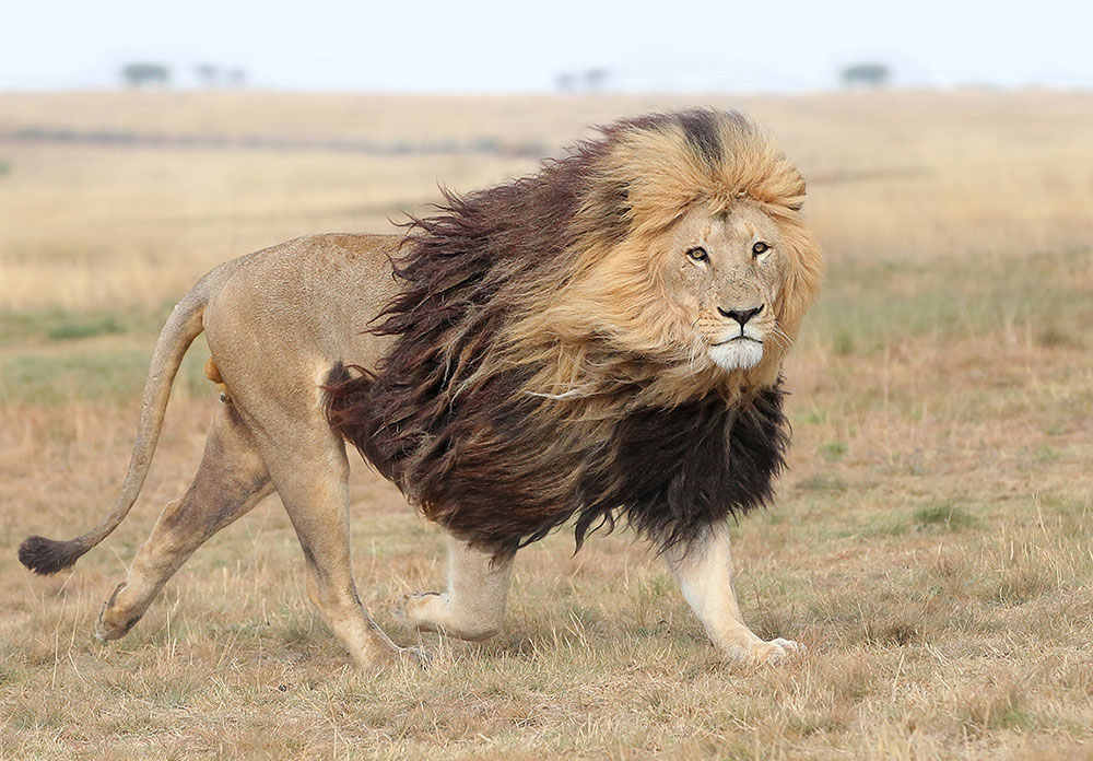 Lion-H4-03-gallery
