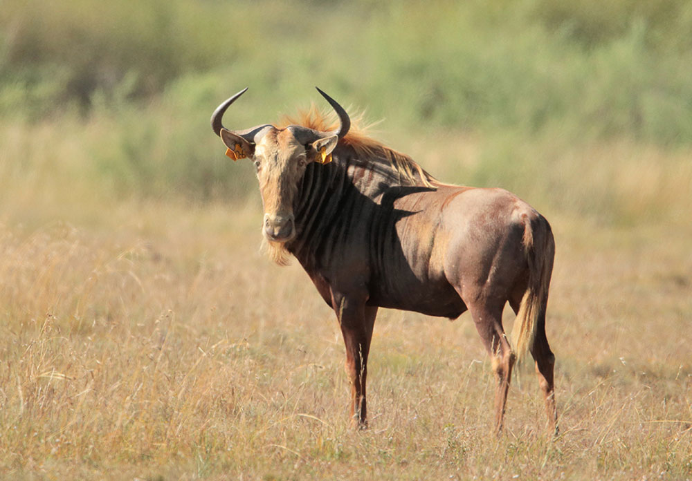 Wildebeest-H2-01