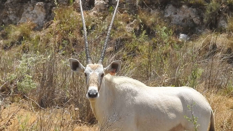 Read more about the article On Auction: Oryx Cows